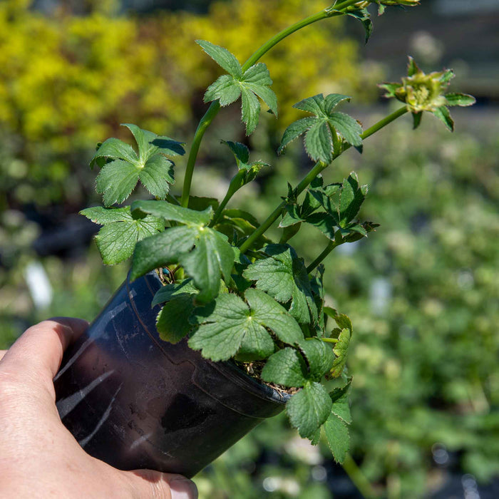 Astrantia 'Buckland'