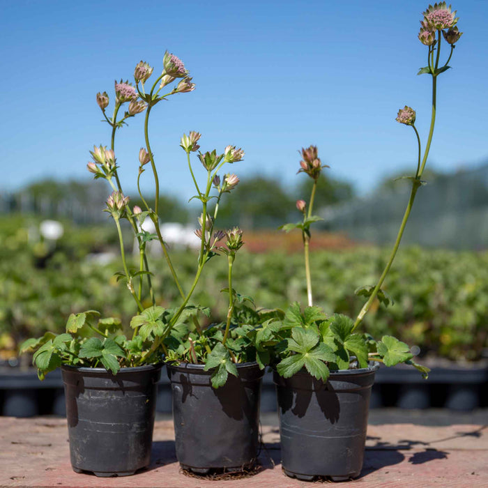 Astrantia 'Buckland'