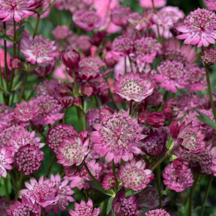 Astrantia 'Button Cerise'