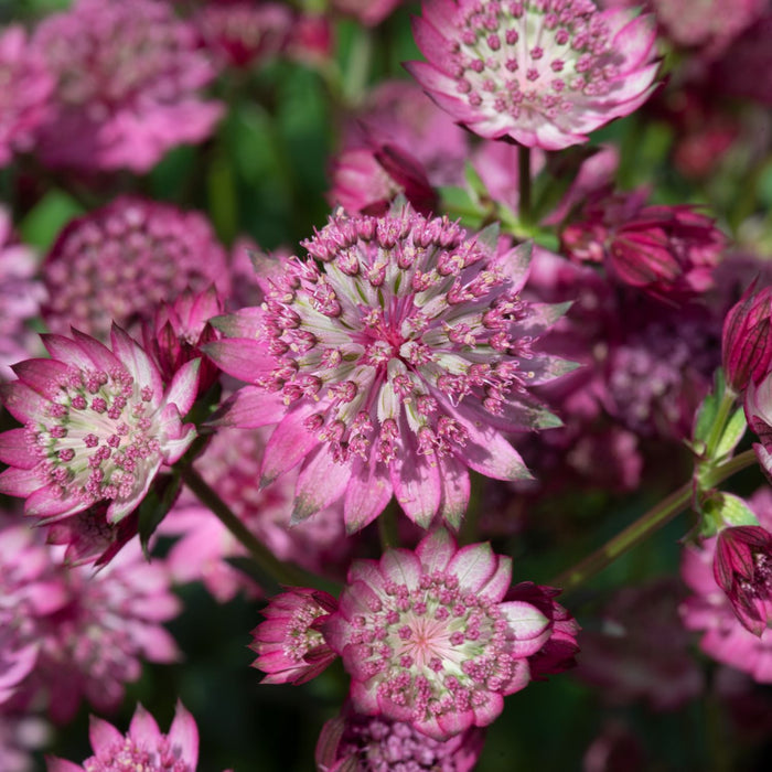 Astrantia 'Button Cerise'