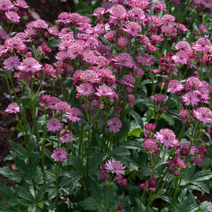 Astrantia 'Button Cerise'