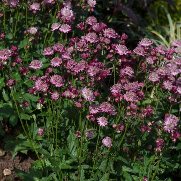 Astrantia 'Button Cerise'