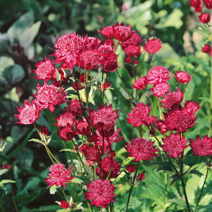 Astrantia 'Claret'