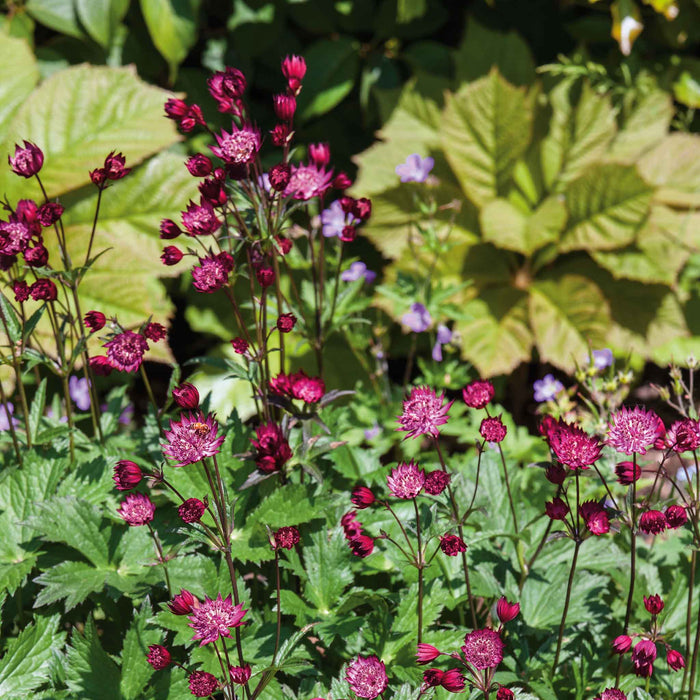 Astrantia 'Claret'