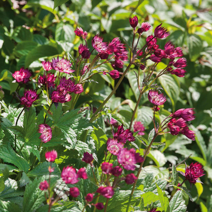 Astrantia 'Claret'