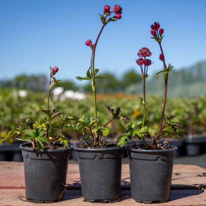 Astrantia 'Claret'