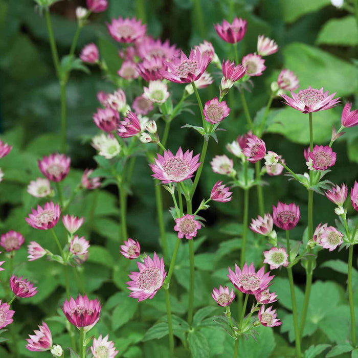 young Astrantia pink flowers growing
