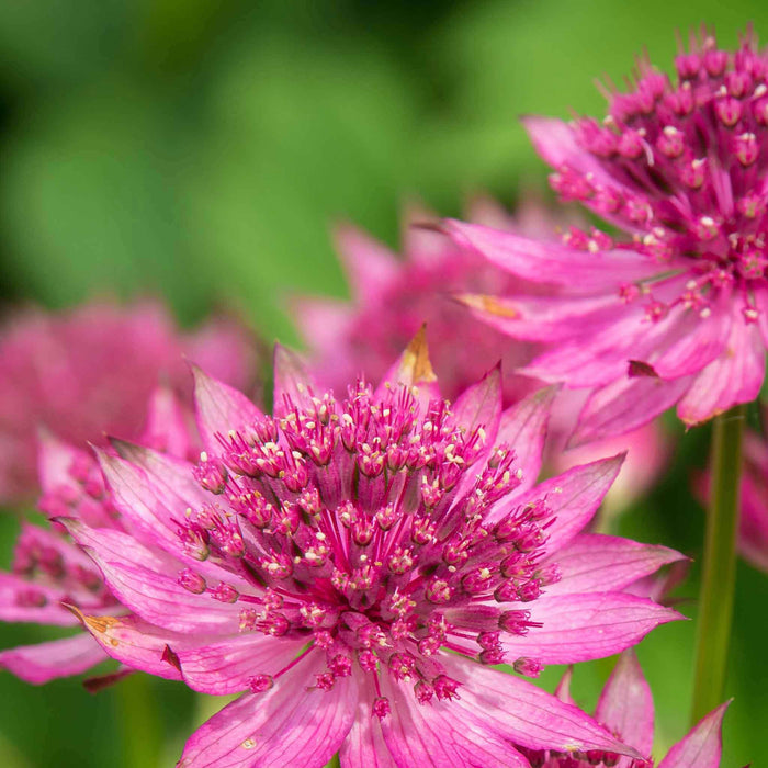 close up shot of pink Astrantia  flower and petals