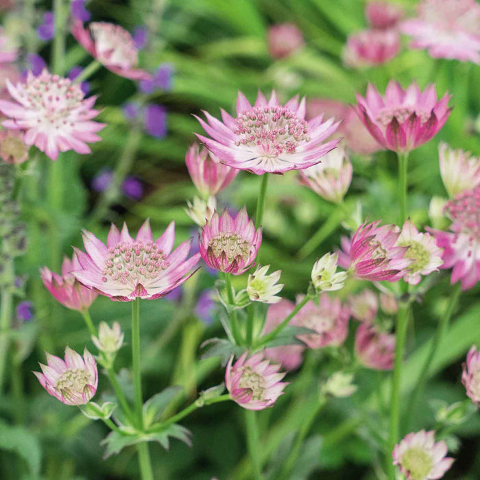young Astrantia pink flowers growing