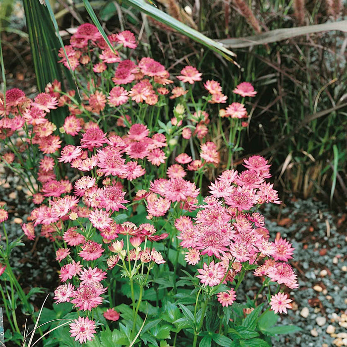Astrantia pink flowers growing in a garden border