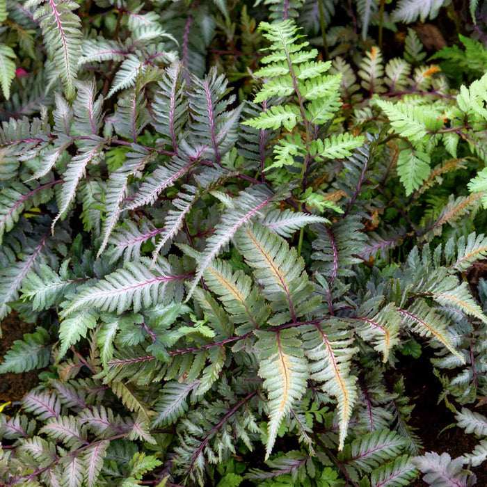 Athyrium 'Niponicum Metallicum'