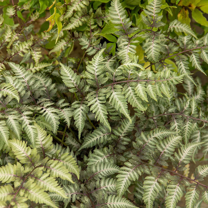 Athyrium 'Niponicum Metallicum'