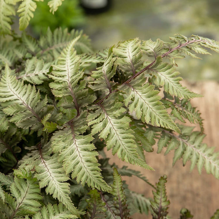 Athyrium 'Niponicum Metallicum'