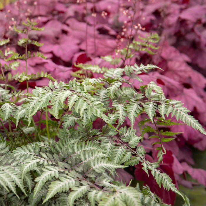 Athyrium 'Niponicum Metallicum'