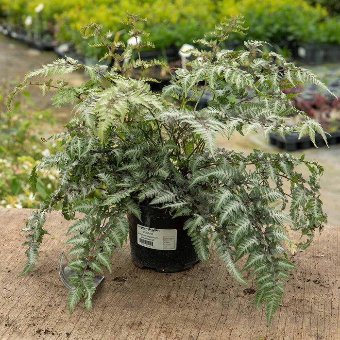 Athyrium 'Niponicum Metallicum'