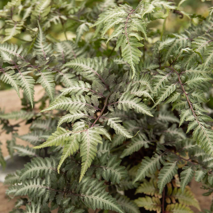 Athyrium 'Niponicum Metallicum'