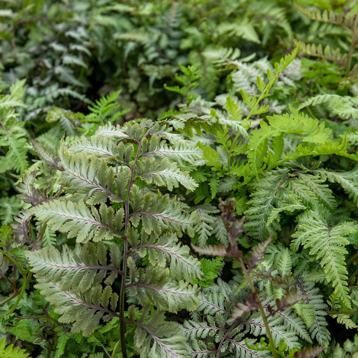 Athyrium 'Niponicum Red Beauty'