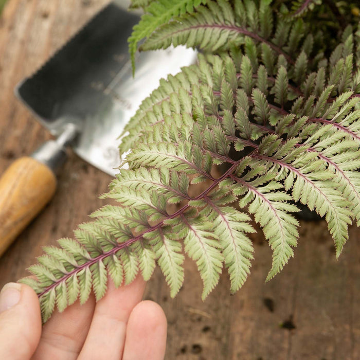Athyrium 'Niponicum Red Beauty'