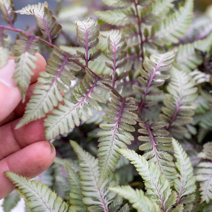 Athyrium 'Niponicum Red Beauty'