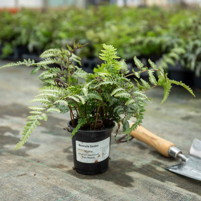 Athyrium 'Niponicum Red Beauty'