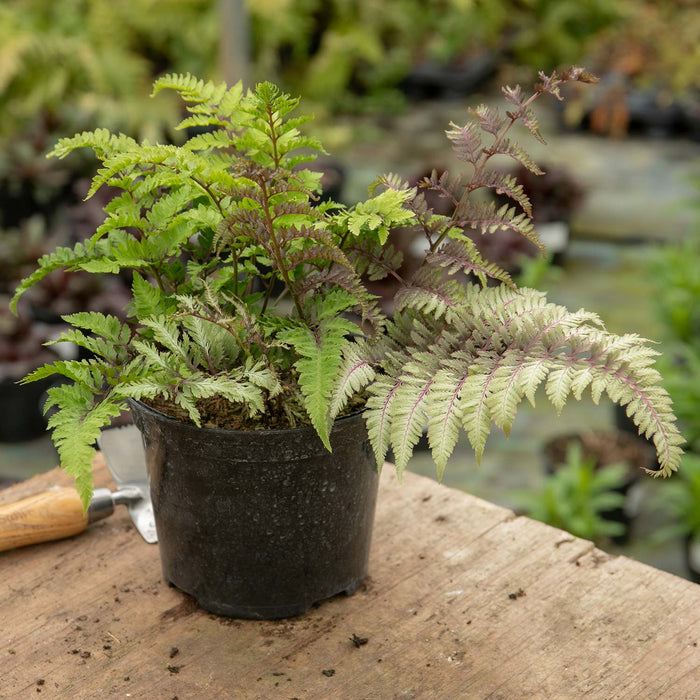 Athyrium 'Niponicum Red Beauty'