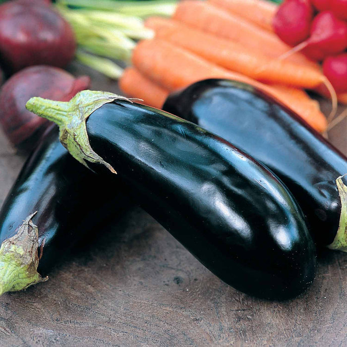 Aubergine 'Moneymaker'