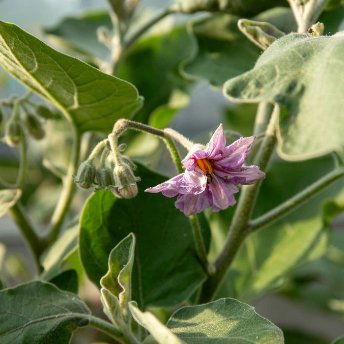 Aubergine 'Moneymaker'