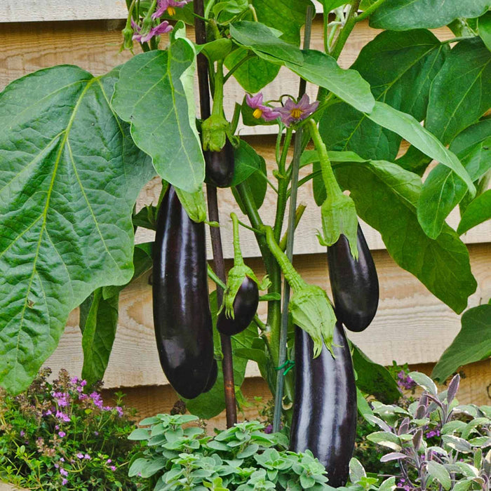 Aubergine 'Moneymaker'