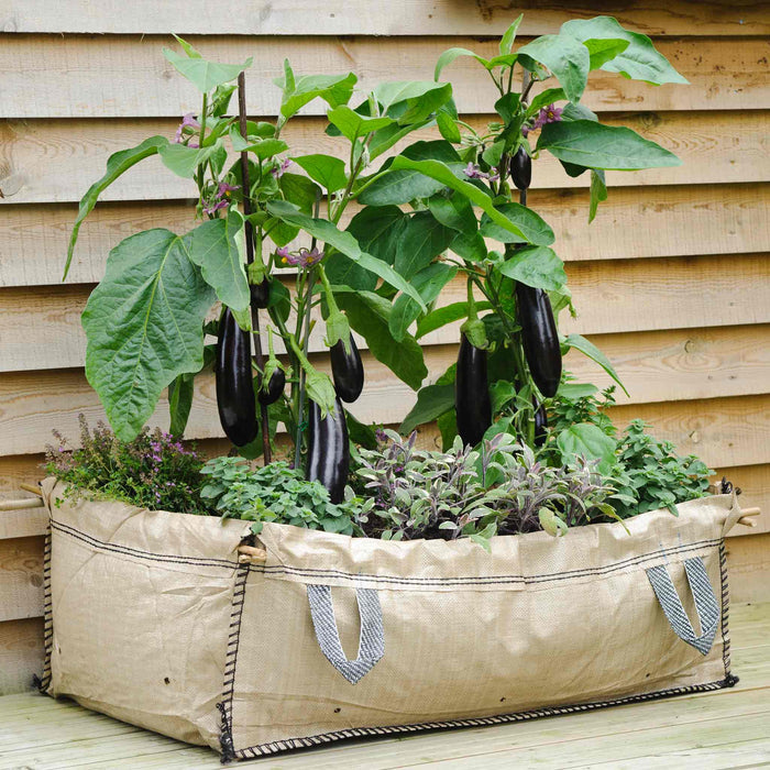 Aubergine 'Moneymaker'