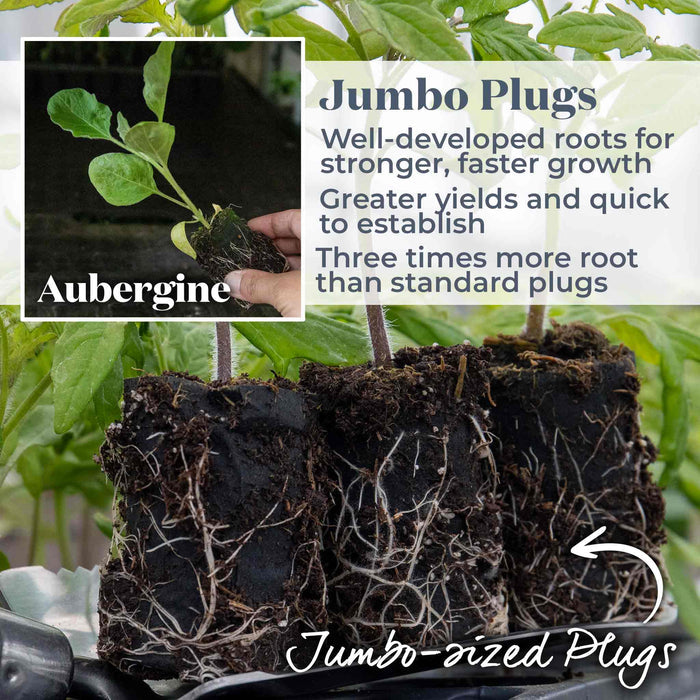 Aubergine 'Moneymaker'