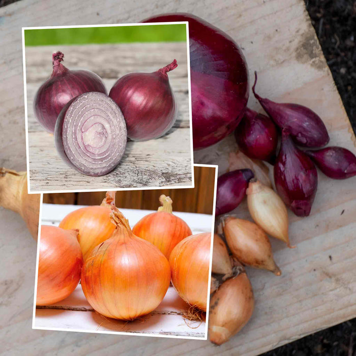 Autumn Planting Onion Sets 'Red and White' Mix