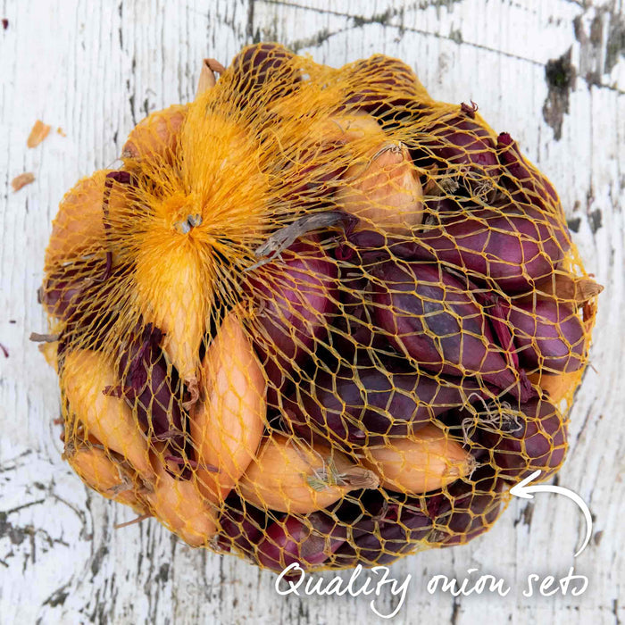 Autumn Planting Onion Sets 'Red and White' Mix