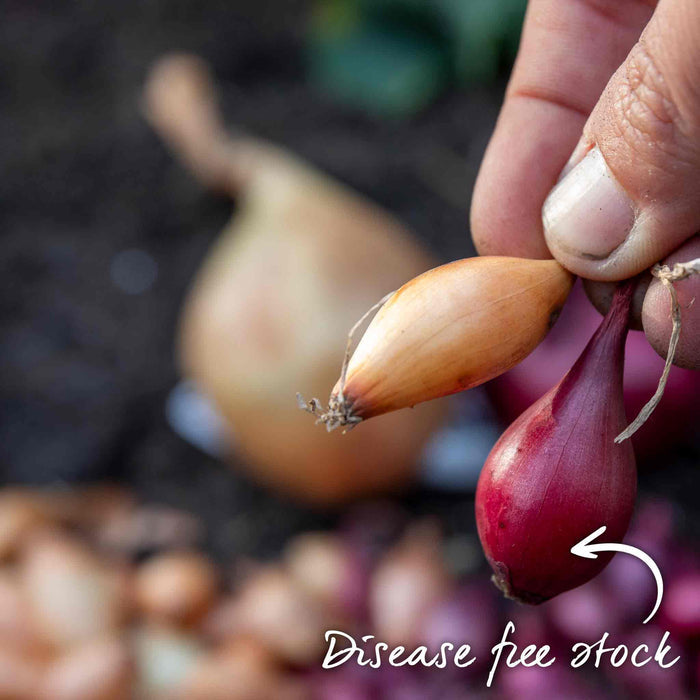 Disease-free onion sets being hand-checked for quality at Marshalls Garden.