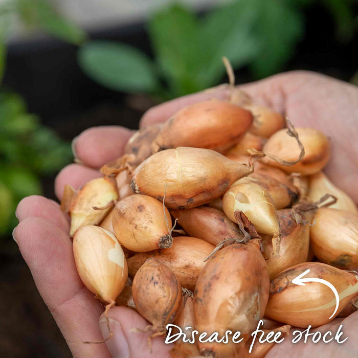 Autumn Planting Onion Sets 'Shakespeare'