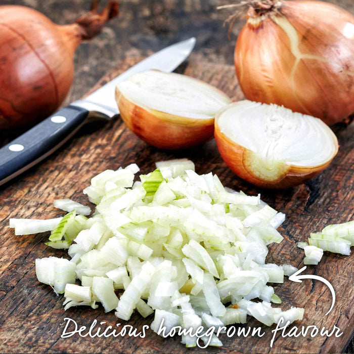 Autumn Planting Onion Sets 'Shakespeare'