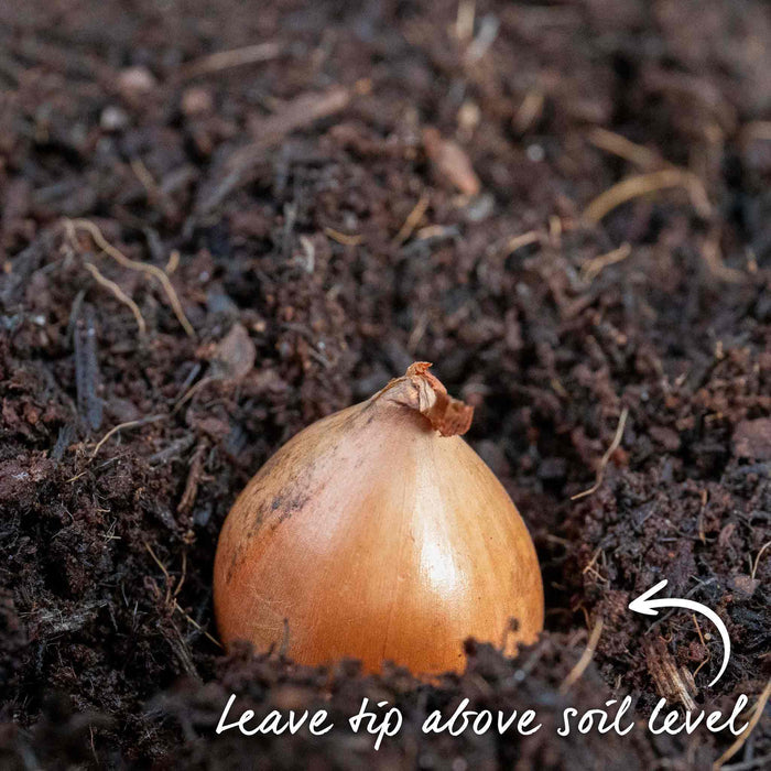Autumn Planting Onion Sets 'Shakespeare'