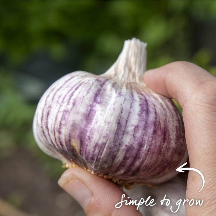 Autumn Planting Pre-Rooted Garlic 'Blushing Beauty'