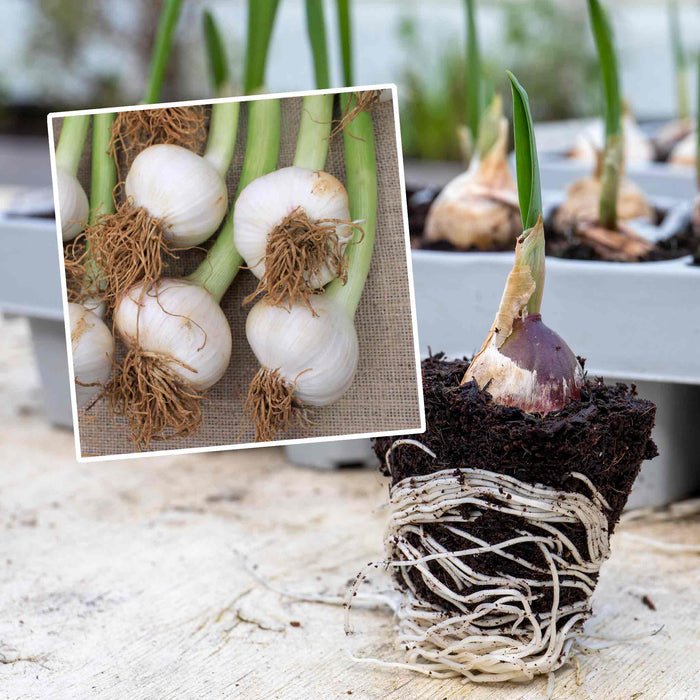 Autumn Planting Pre-Rooted Garlic 'Carcassonne Wight'