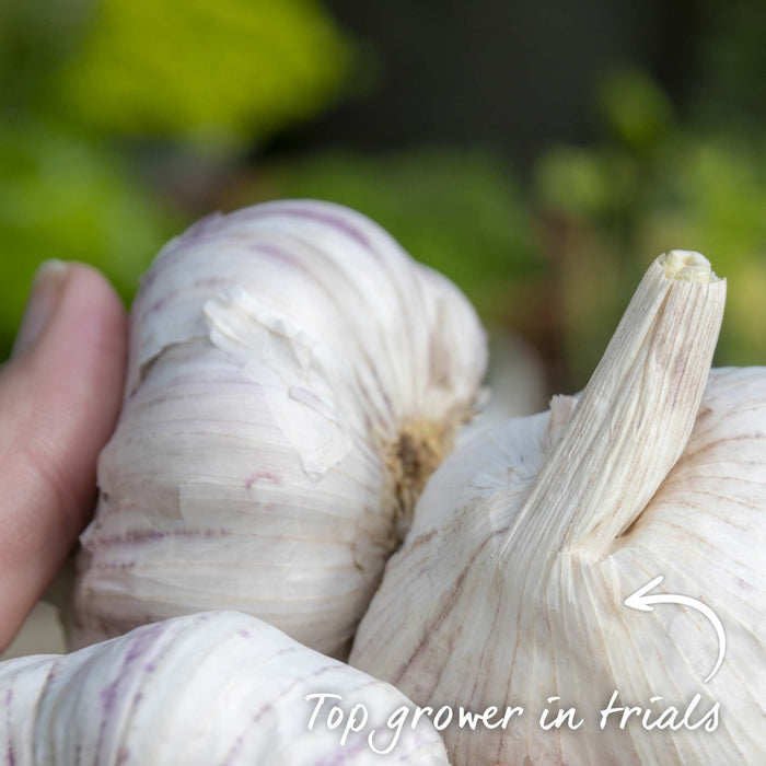 Garlic 'Carcassonne Wight' - 12 Pre-Rooted Sets