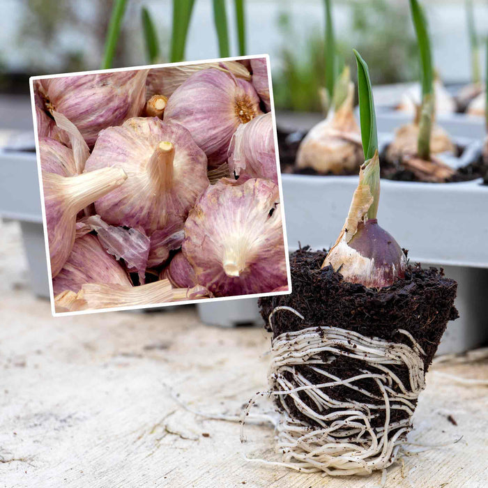 Autumn Planting Pre-Rooted Garlic 'Caulk Wight'