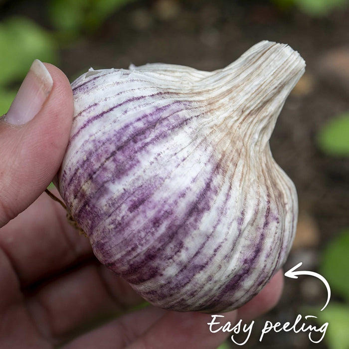 Autumn Planting Pre-Rooted Garlic 'Caulk Wight'