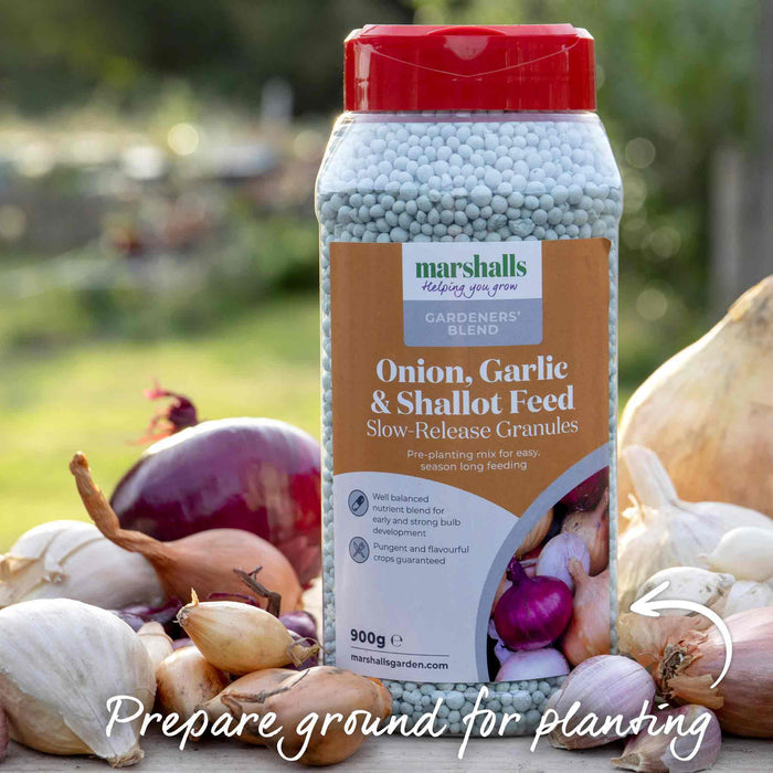 Autumn Planting Pre-Rooted Garlic 'Caulk Wight'
