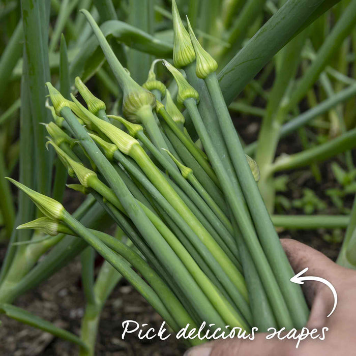 Autumn Planting Pre-Rooted Garlic 'Caulk Wight'