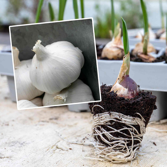 Autumn Planting Pre-Rooted Garlic 'Extra Early Wight'