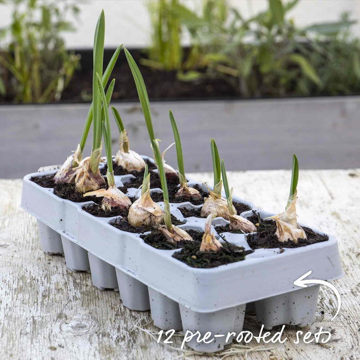 Autumn Planting Pre-Rooted Garlic 'Extra Early Wight'