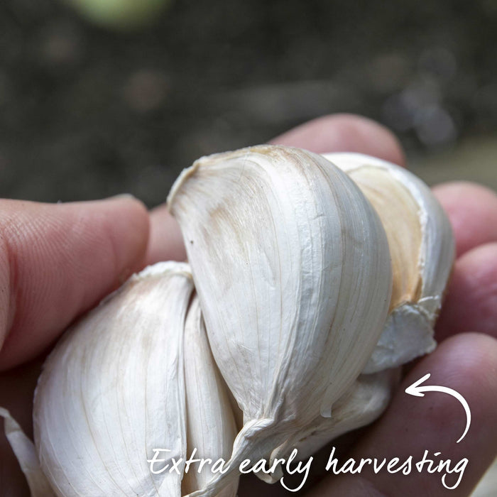 Autumn Planting Pre-Rooted Garlic 'Extra Early Wight'