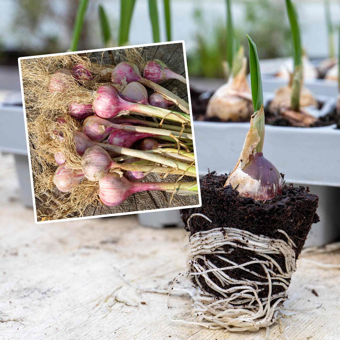 Autumn Planting Pre-Rooted Garlic 'Germidour'