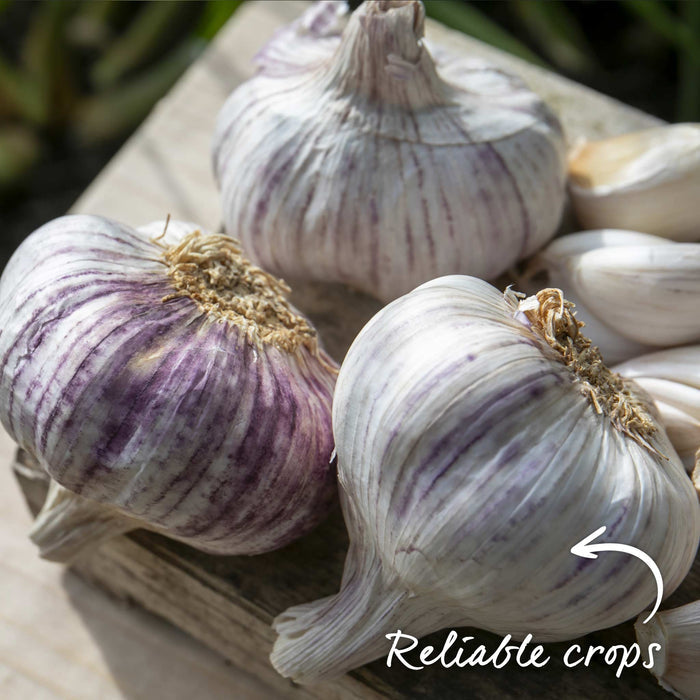 Autumn Planting Pre-Rooted Garlic 'Germidour'