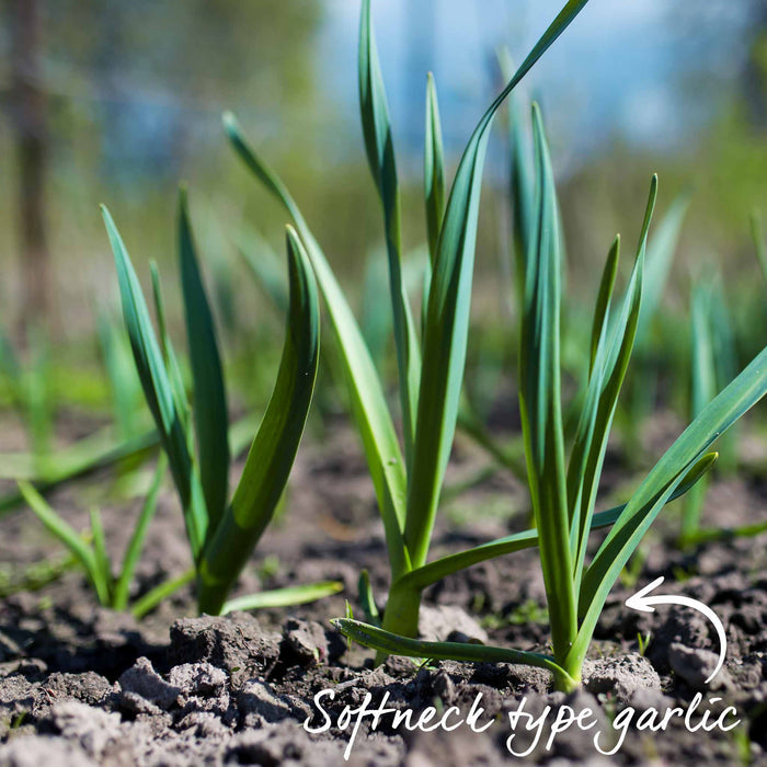 Autumn Planting Pre-Rooted Garlic 'Germidour'