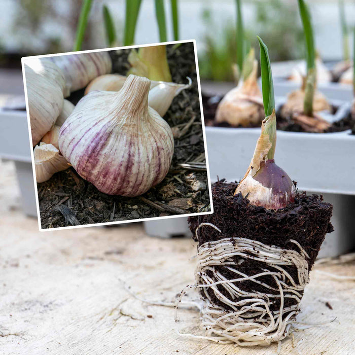 Autumn Planting Pre-Rooted Garlic 'Rhapsody Wight'